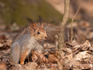 Naklejka na ściany i meble Squirrel in the spring forest