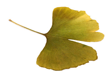 Naklejka premium Ginkgo biloba
