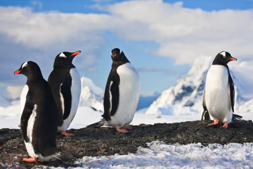 penguins  on a rock in Antarctica