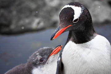 two penguins © Goinyk