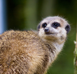 Meercat / surykatka © anilah