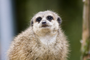 Meercat / surykatka © anilah