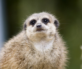 Meercat / surykatka © anilah