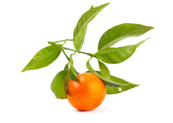 Mandarin on a  branch on a white background