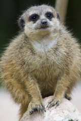 Meercat / surykatka © anilah