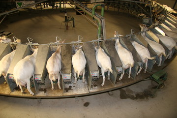 traite rotative des chèvres