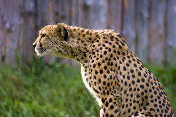 Gepard