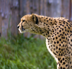 Gepard