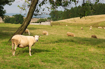 Obraz premium Landscape with sheep