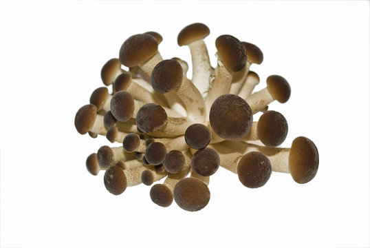 funghi pioppini