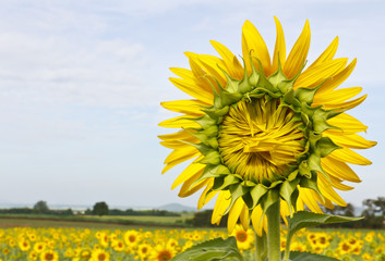 sunflower