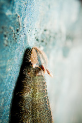 Fototapeta premium Butterfly Caterpillar