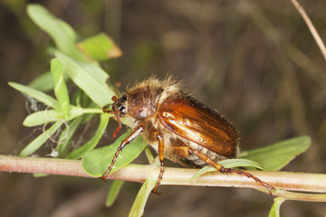Chafer beetle amphimallon falleni sitting on stem