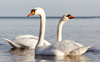 Fototapeta premium Swans.