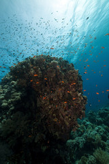 Fish. coral and ocean.