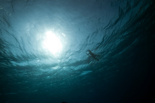 snorkler and ocean.