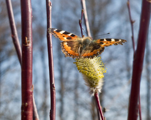 The first spring butterfly