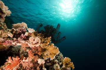 Fototapeta na wymiar Fish. coral and ocean.