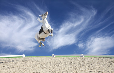 A beautiful white horse jumping high in the sky