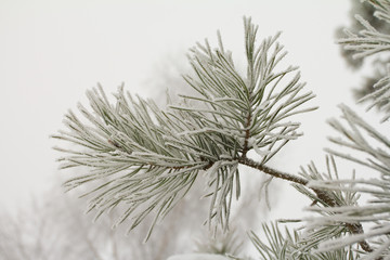 pine branch covered with hoarfrost