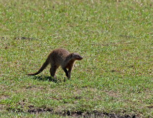 Banded Mongoose