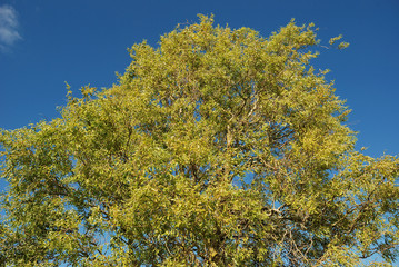 Tree in autumn colours