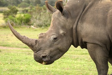 White Rhino Profile