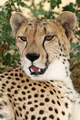 Cheetah Portrait