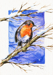 Robin watercolor painted.