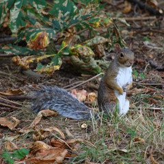 squirrel in regent's park
