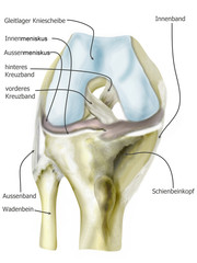 anatomie knie