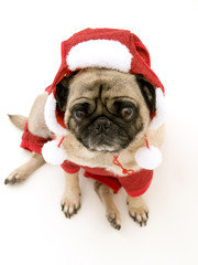 Christmas Pug with Hat