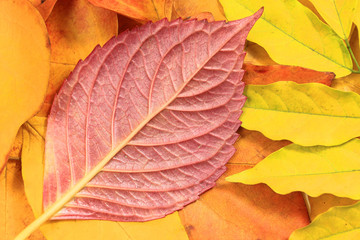 Autumn leaves