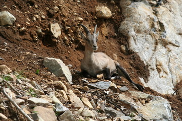 chevre montagne