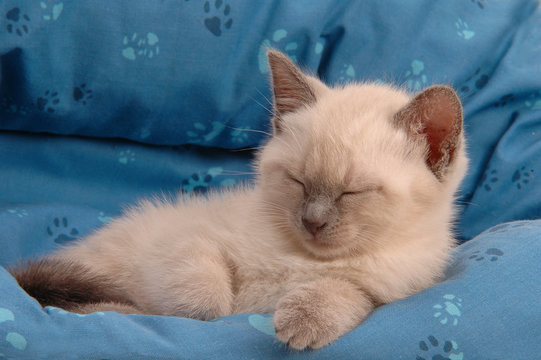 Gattino Thai che dorme
