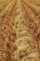 harvest
