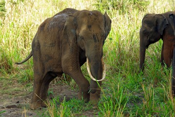 Elephant d'Asie avec défenses d'ivoire