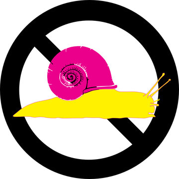 Snail vector illustration