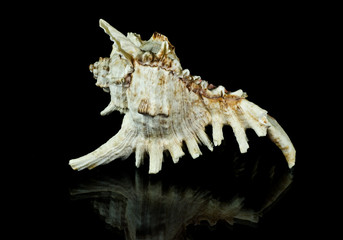 Seashell on black