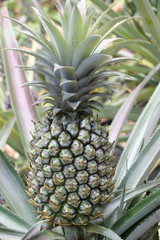 ananas Victoria de la Réunion avec feuilles épineuses