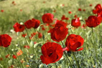 Red poppies backgrounds in green grass field - peloponnese
