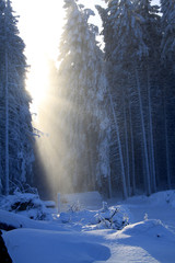 Sonnenstrahlen im Harzer Winterwald