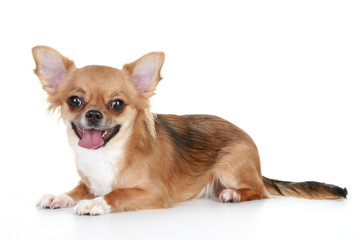 Obraz premium Brown long-haired chihuahua puppy