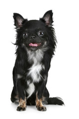 Black long-haired chihuahua puppy