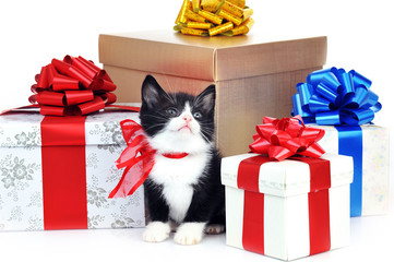 small cute kitten with gift box