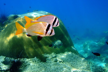 Fototapeta premium Doublebar bream and coral