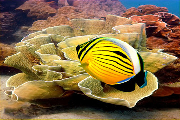Polyp Butterflyfish and Soft coral