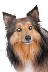 portrait of a sheltie dog