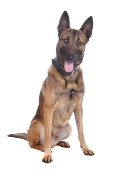 Belgium Shepherd  (malinois)