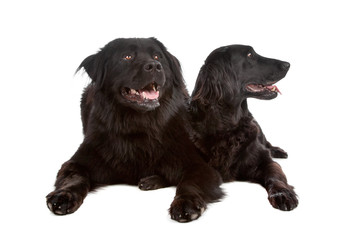 Two mixed breed dogs